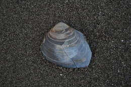 Image of Greenland cockle