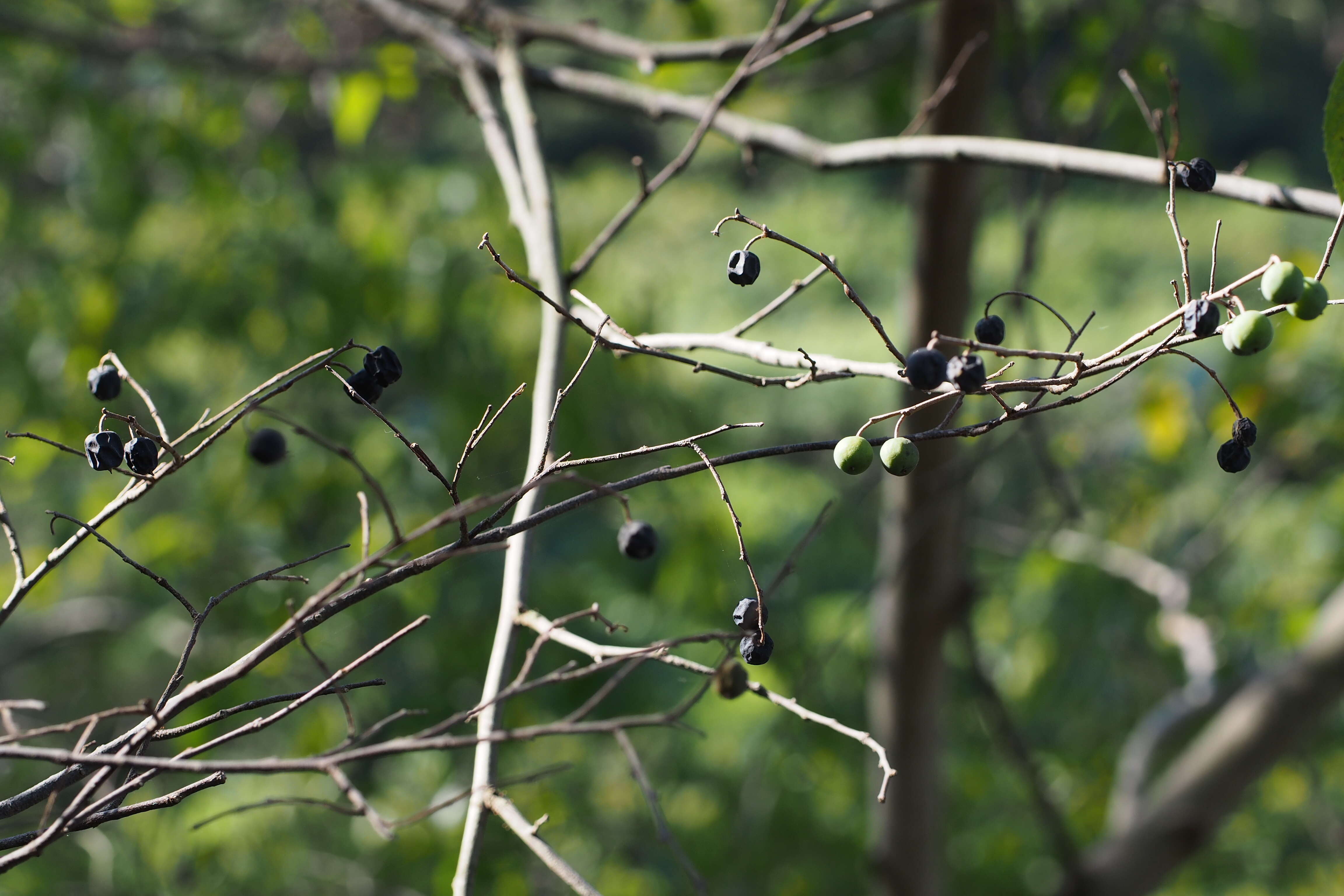 Image de Aphananthe aspera (Thunb.) Planch.