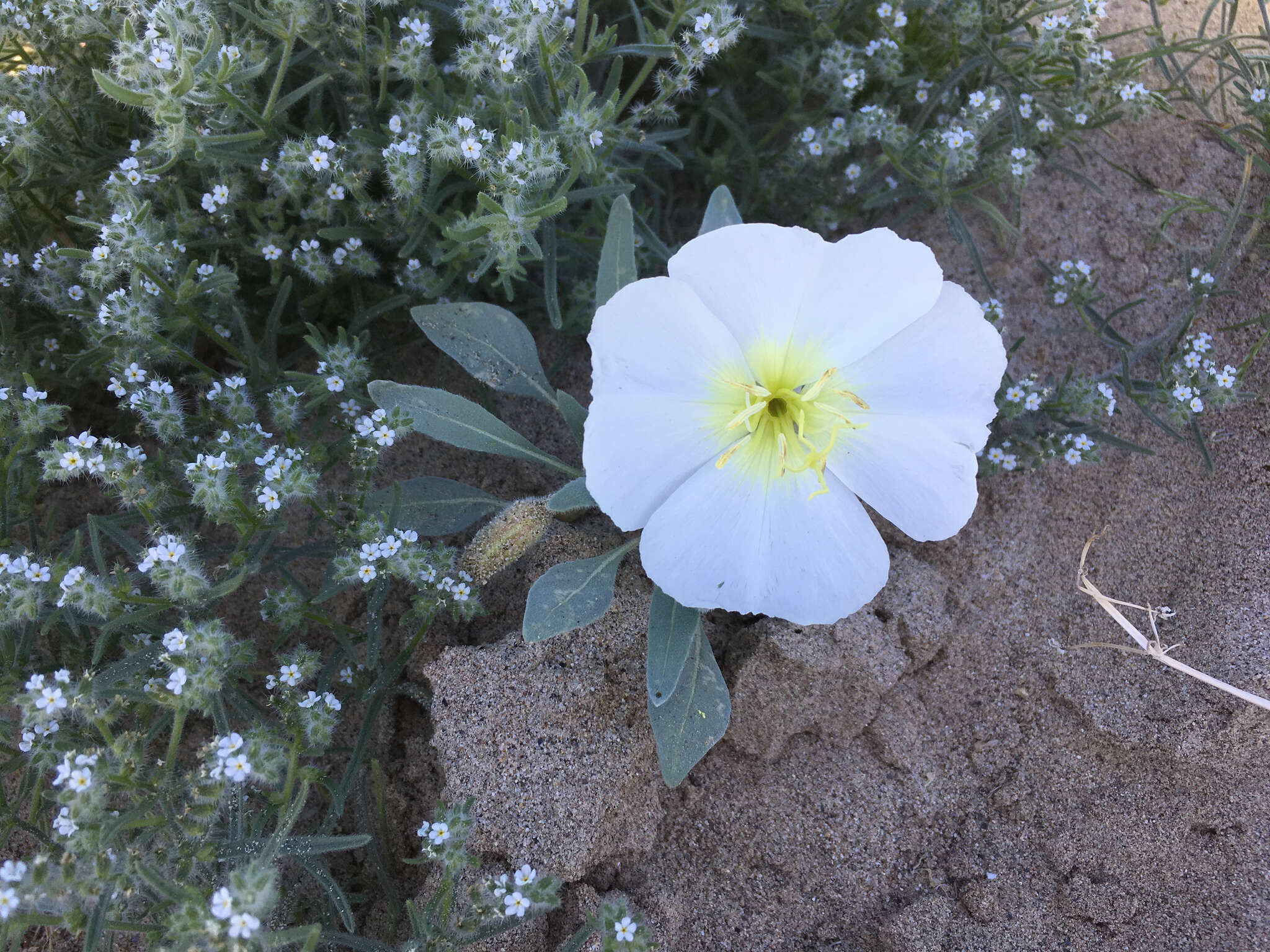 Imagem de Oenothera deltoides Torr. & Frem.