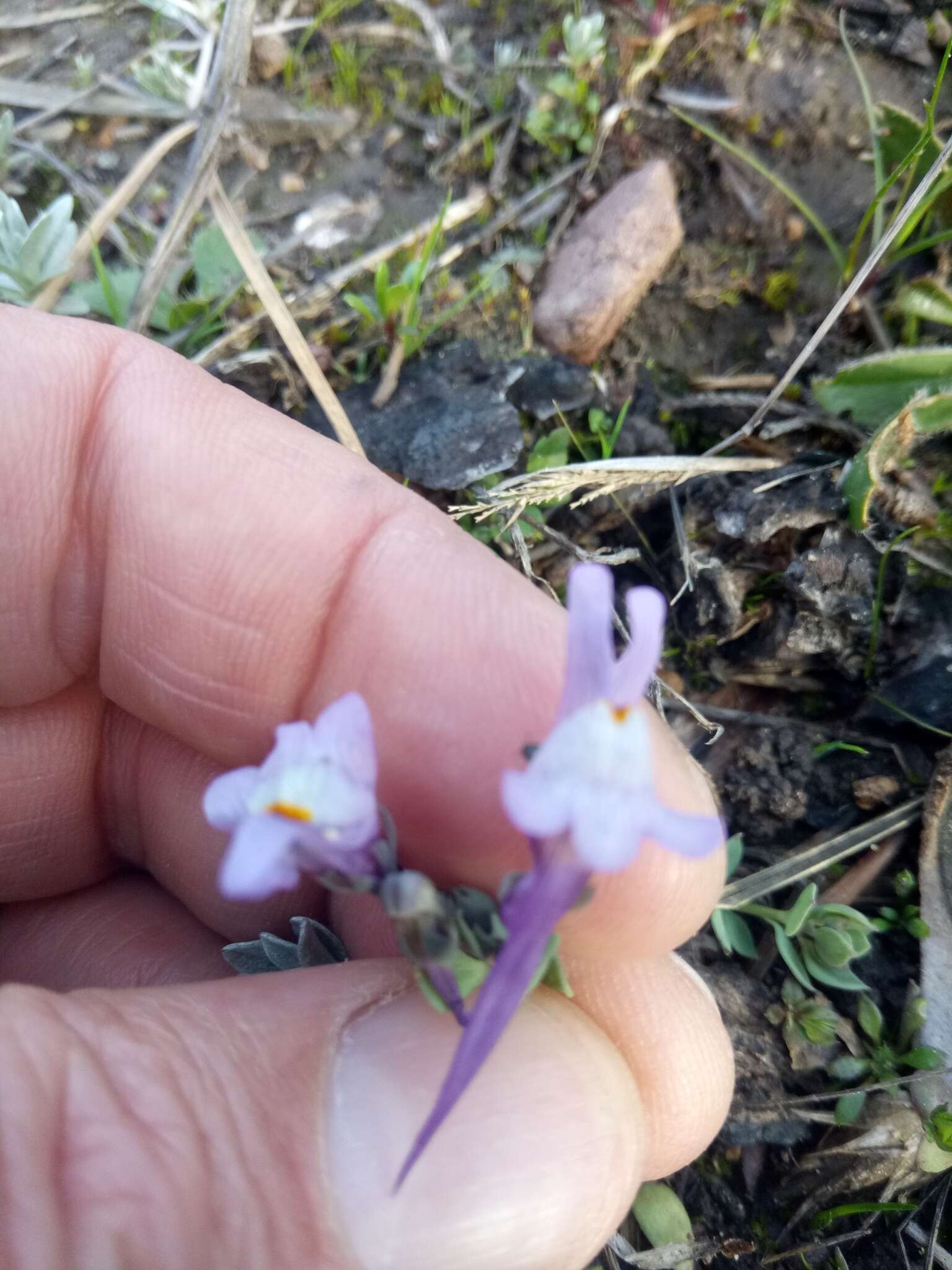 Image of Linaria reflexa subsp. reflexa