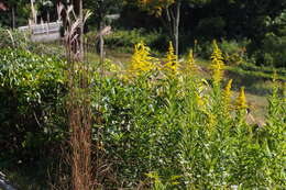 Imagem de Solidago altissima L.