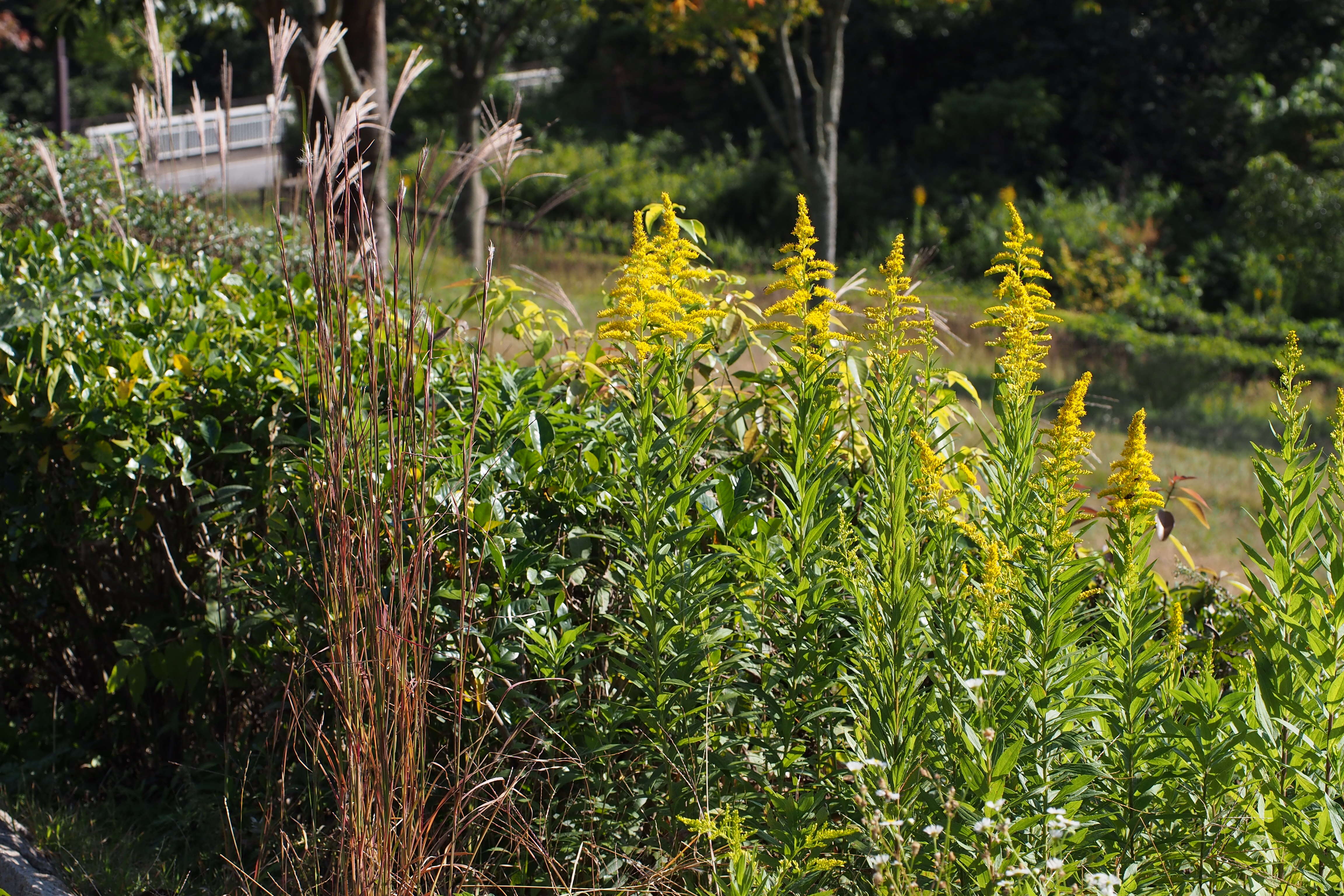 Imagem de Solidago altissima L.