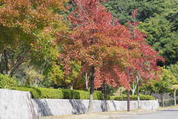 Image of Chinese Sweetgum