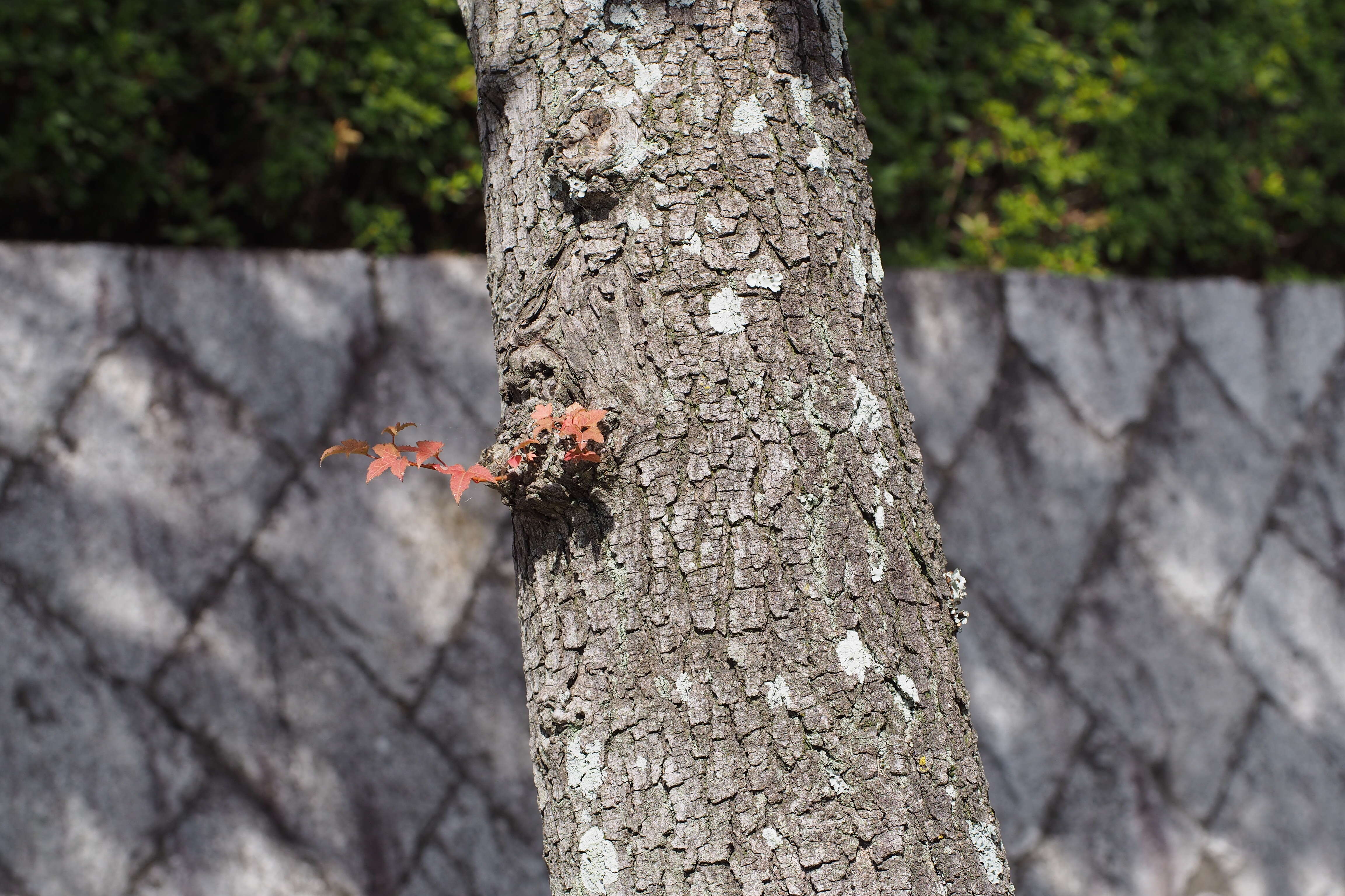 Image of Chinese Sweetgum