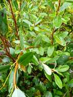 صورة Kalmia angustifolia subsp. carolina (Small) A. Haines