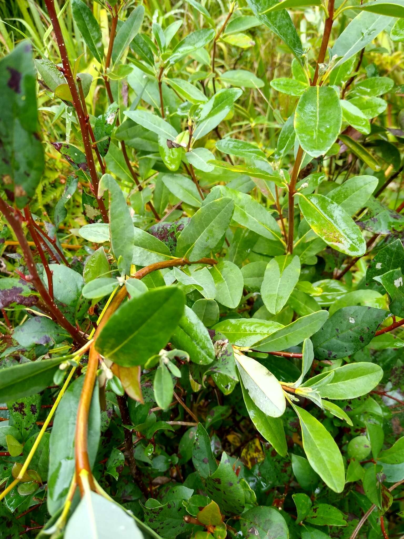 صورة Kalmia angustifolia subsp. carolina (Small) A. Haines