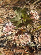 Image of pinewoods milkweed