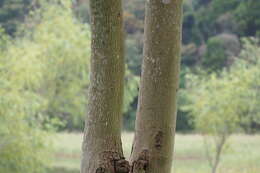 Image of wax tree