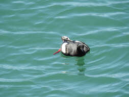 Image of Guillemots