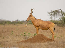 Image of Hartebeest