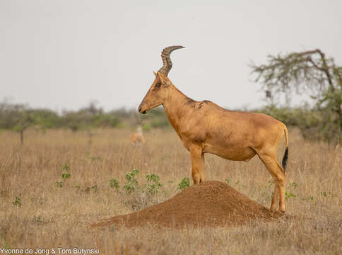 Image of Hartebeest