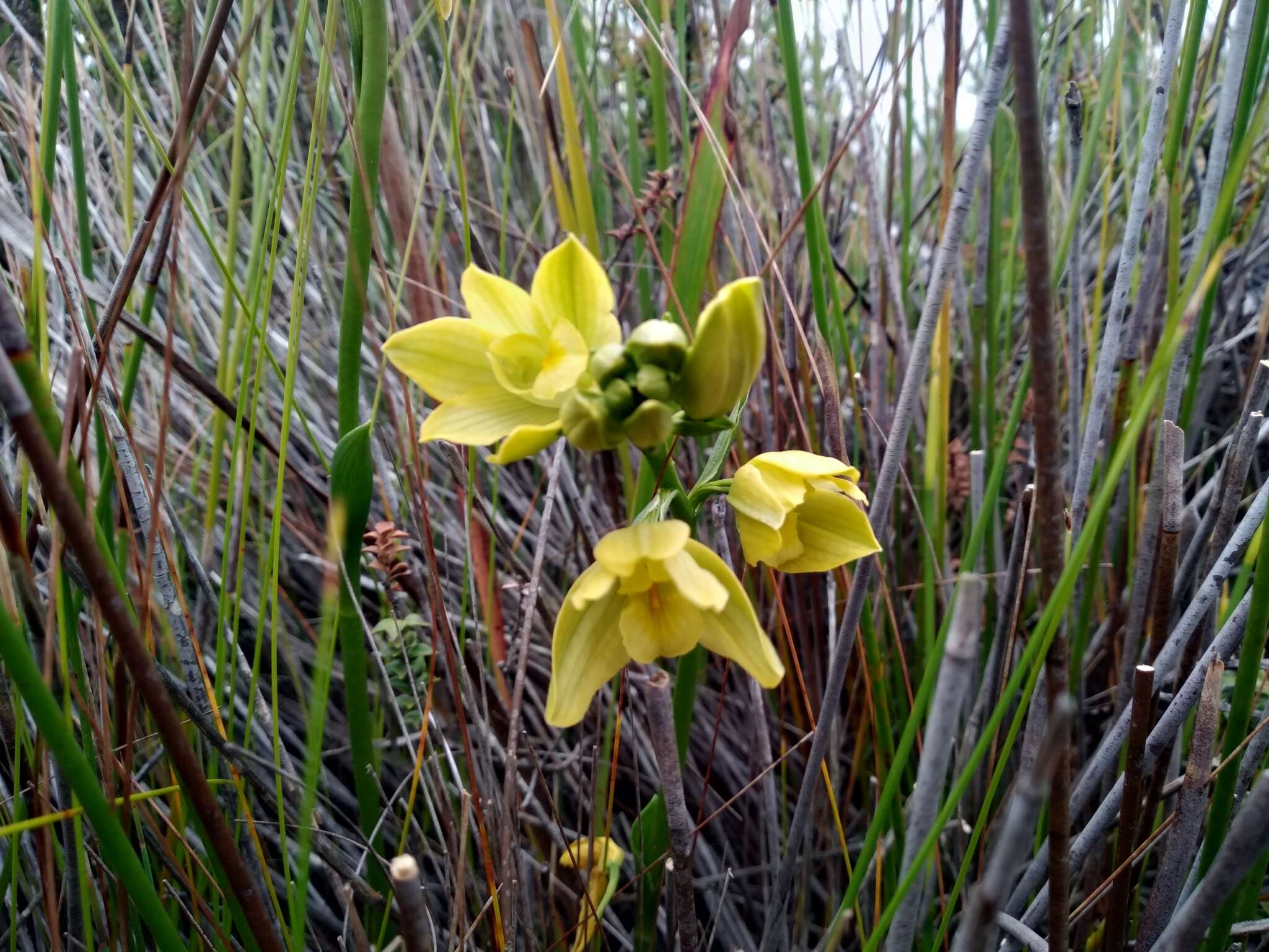 Eulophia tabularis (L. fil.) Bolus的圖片