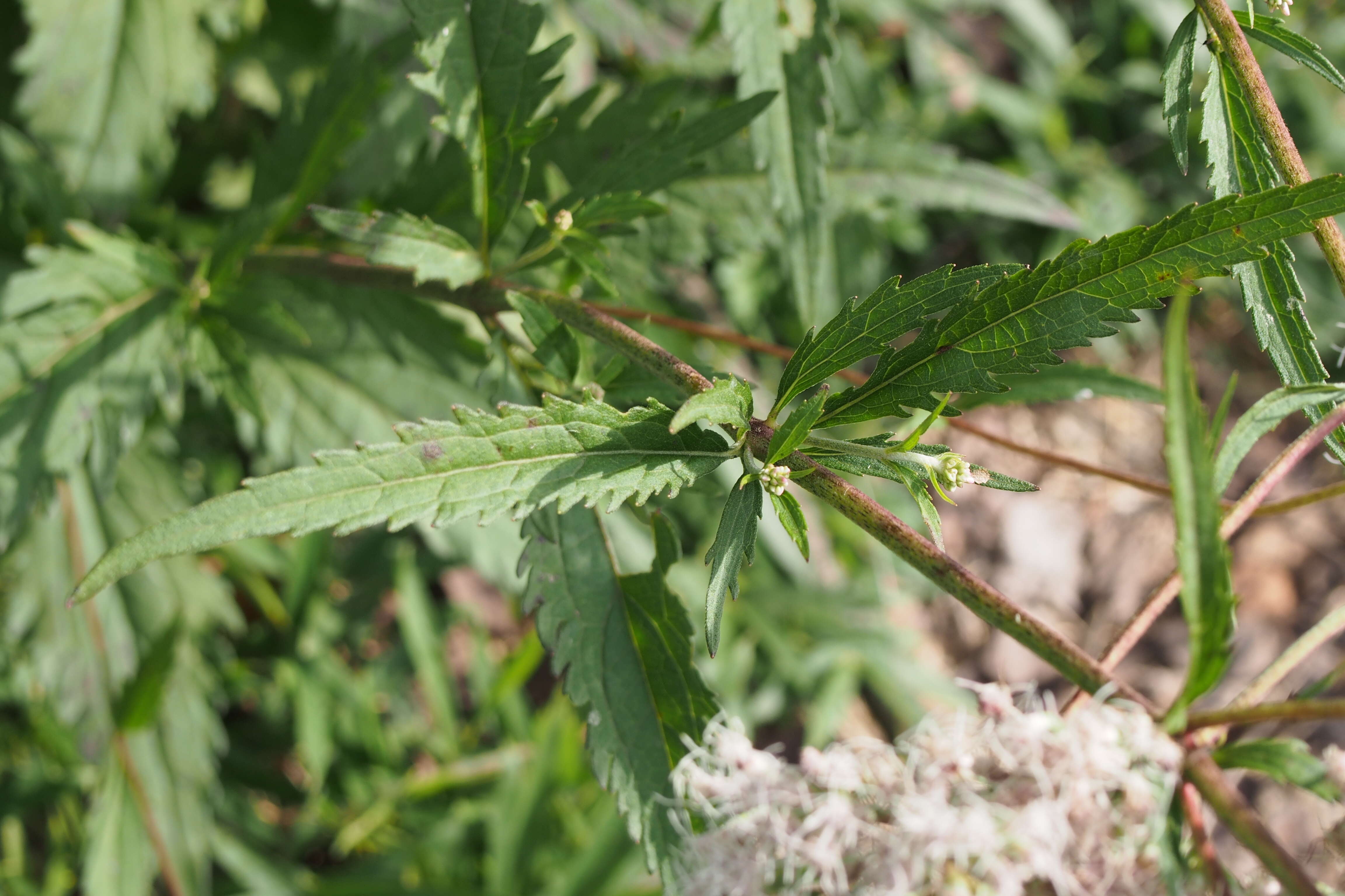 Image of Eupatorium japonicum Thunb.