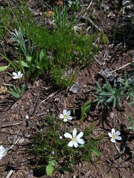 Image of fescue sandwort