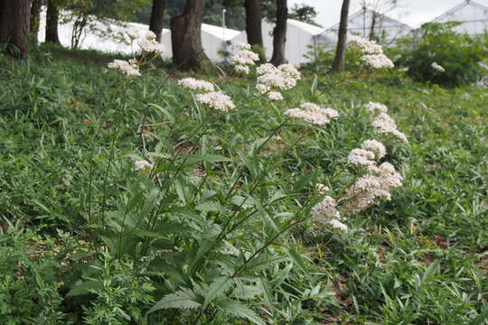 Image of Eupatorium japonicum Thunb.