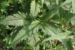 Image of Eupatorium japonicum Thunb.