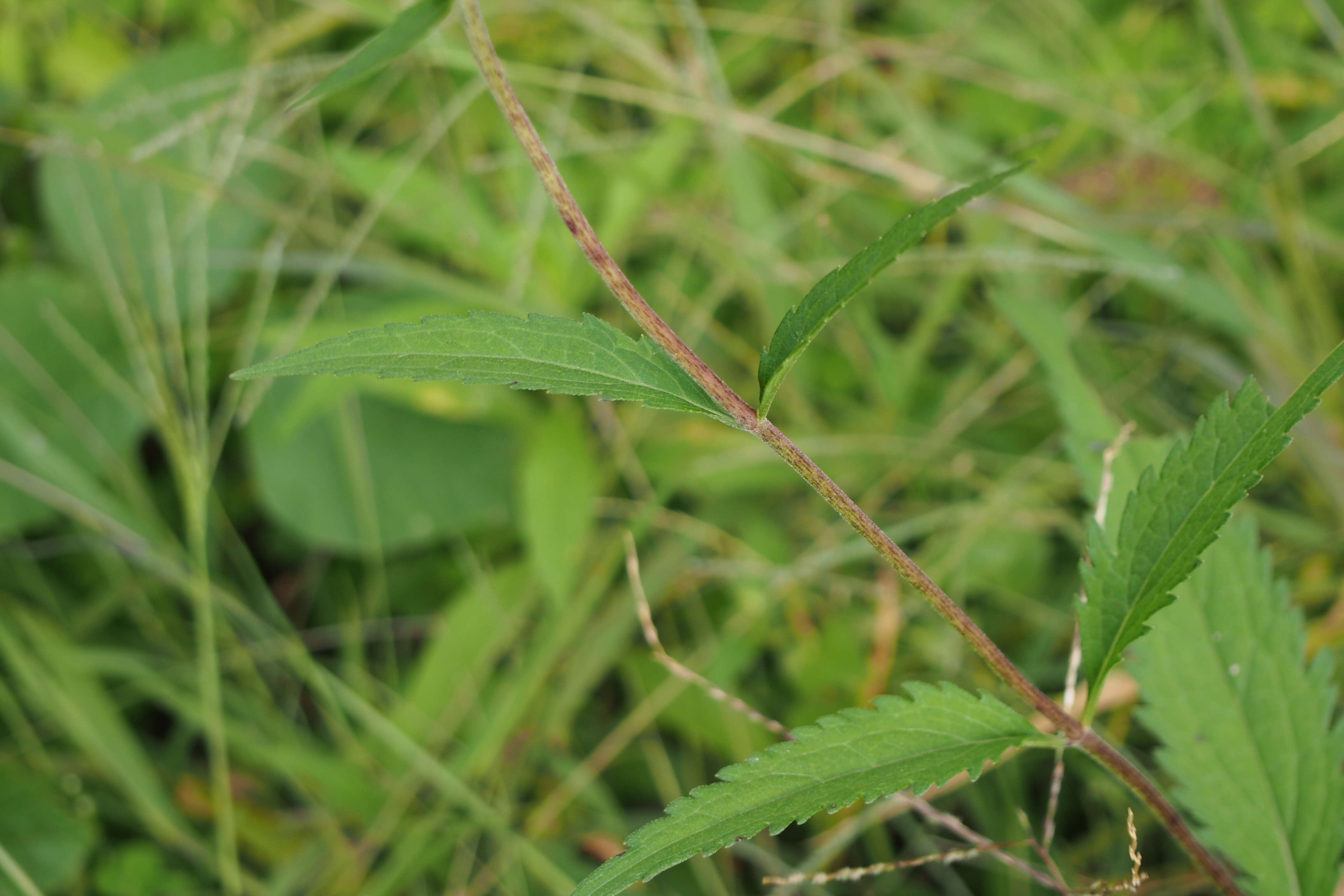 Eupatorium lindleyanum DC. resmi