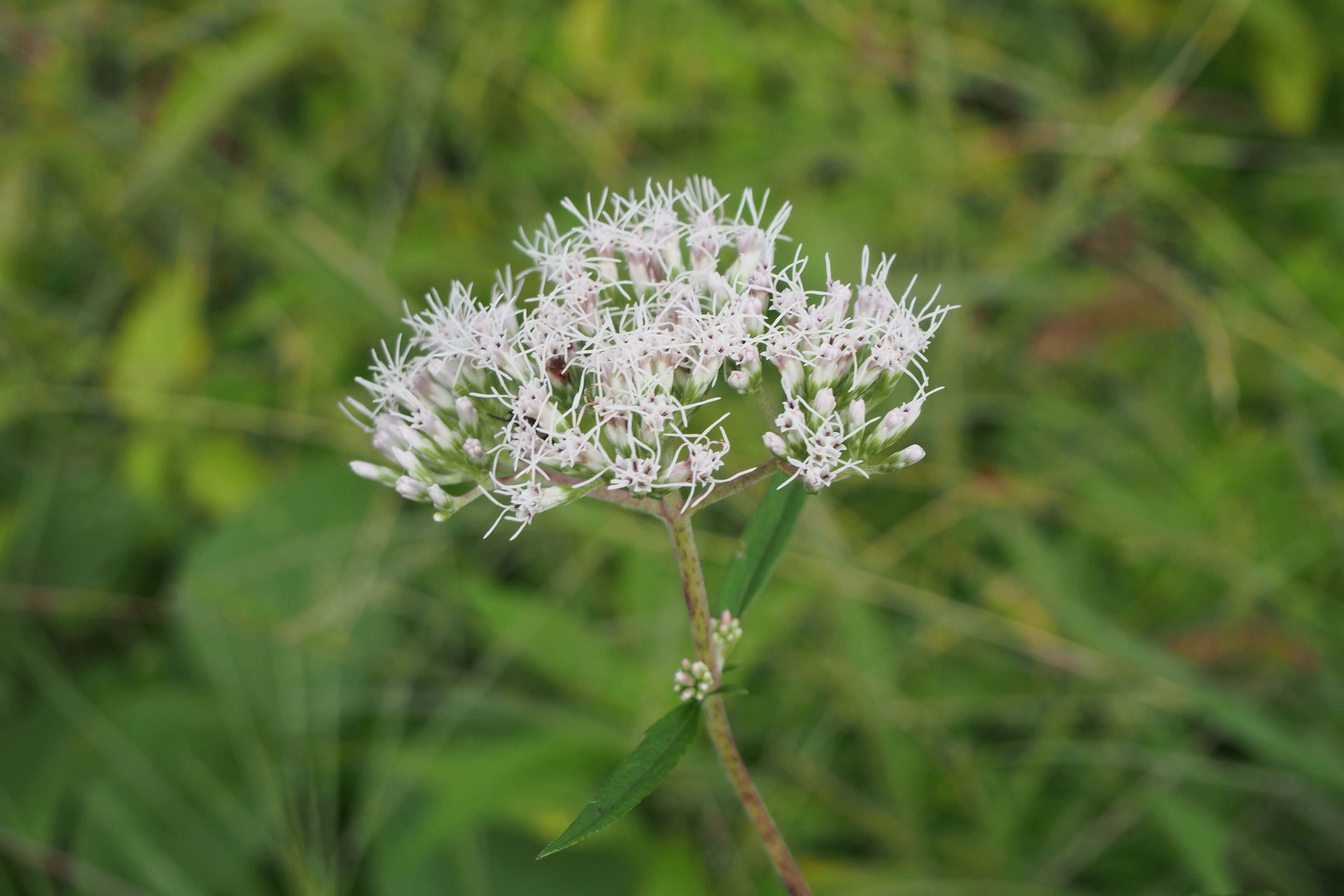 Eupatorium lindleyanum DC. resmi