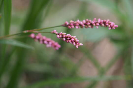 صورة Persicaria longiseta (De Bruyn) Kitagawa