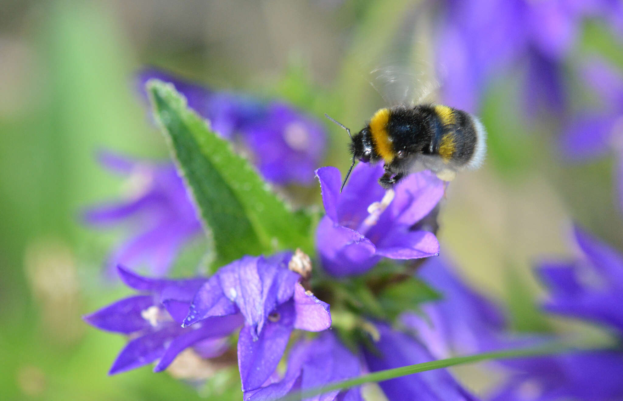 Image of Bombus soroeensis (Fabricius 1776)