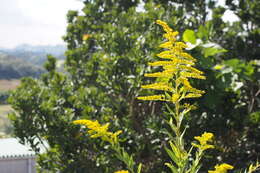 Imagem de Solidago altissima L.