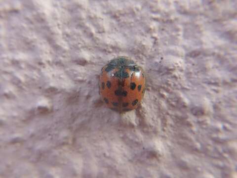 Image of Subcoccinella