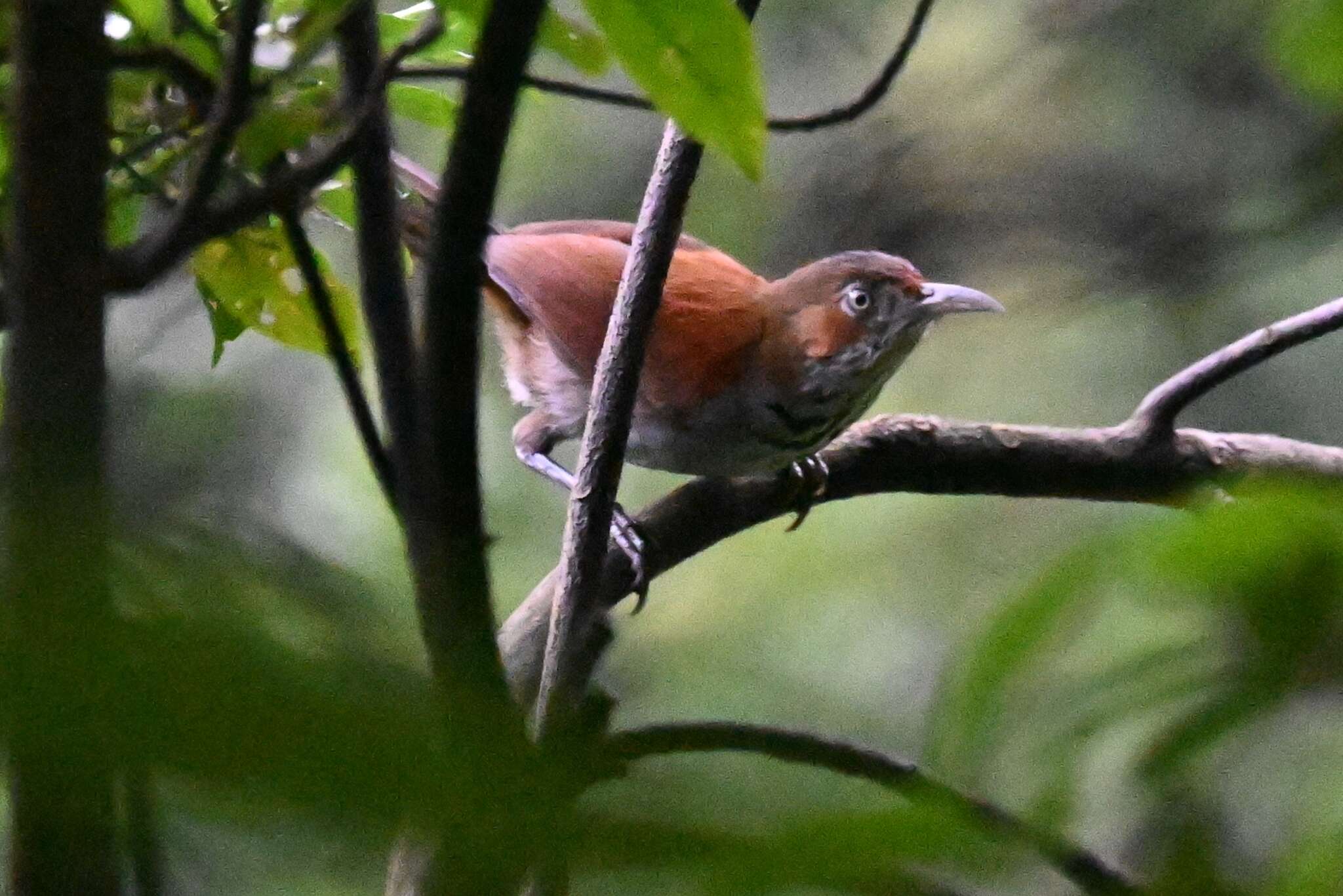 Image of Grey-sided Scimitar Babbler