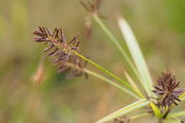 Image of Cyperus orthostachyus Franch. & Sav.