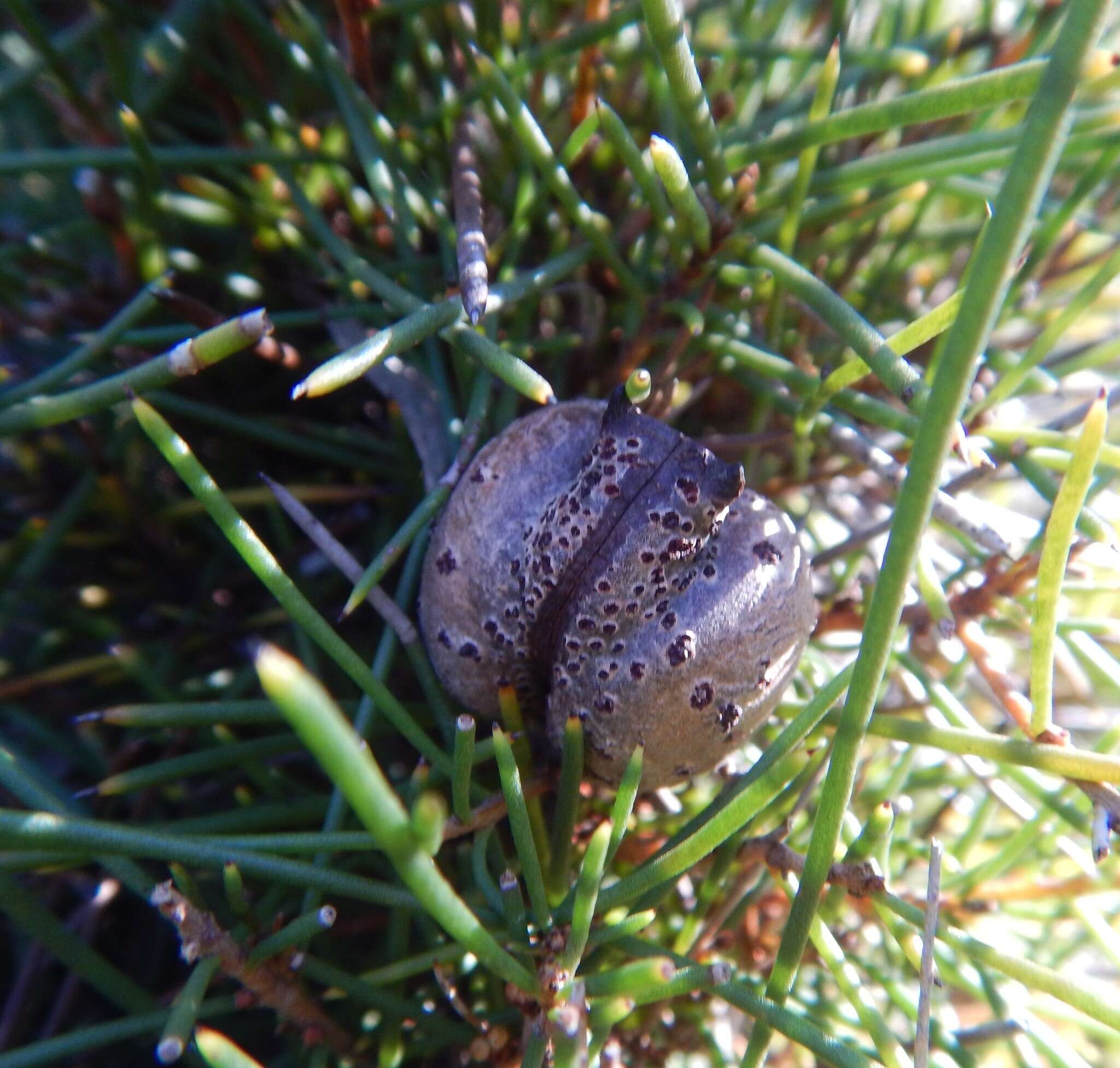 Image of Hakea vittata R. Br.