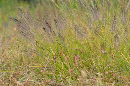 Imagem de Pennisetum alopecuroides