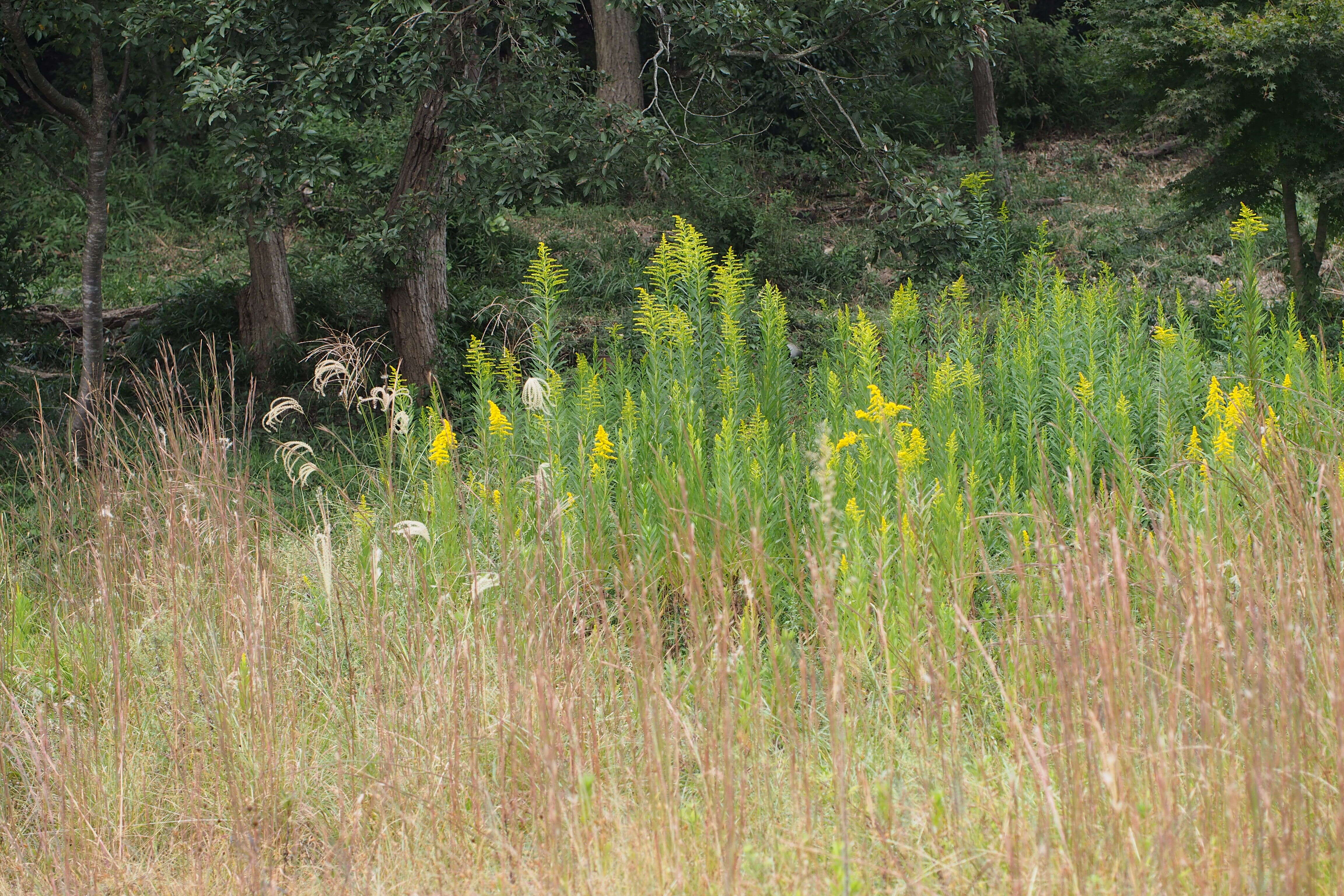 Imagem de Solidago altissima L.