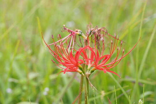 Image of red spider lily