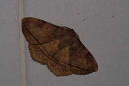 Image of Apha aequalis Felder, C., Felder & R. 1874