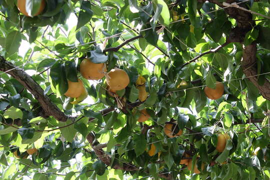 Image of Chinese pear