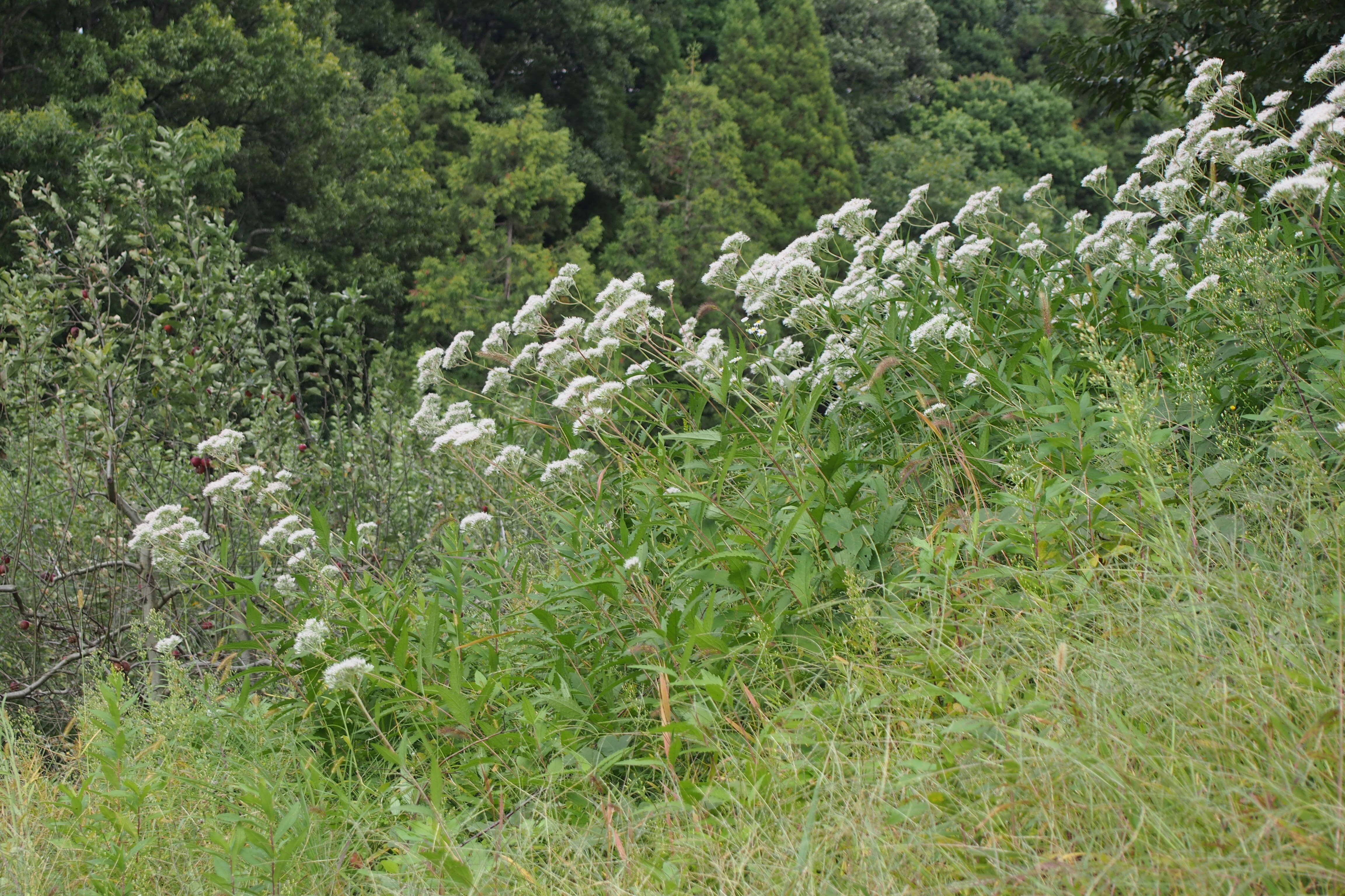 Sivun Eupatorium lindleyanum DC. kuva