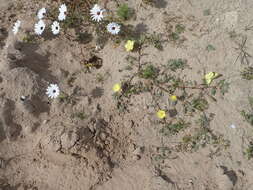 Image of Desert primrose