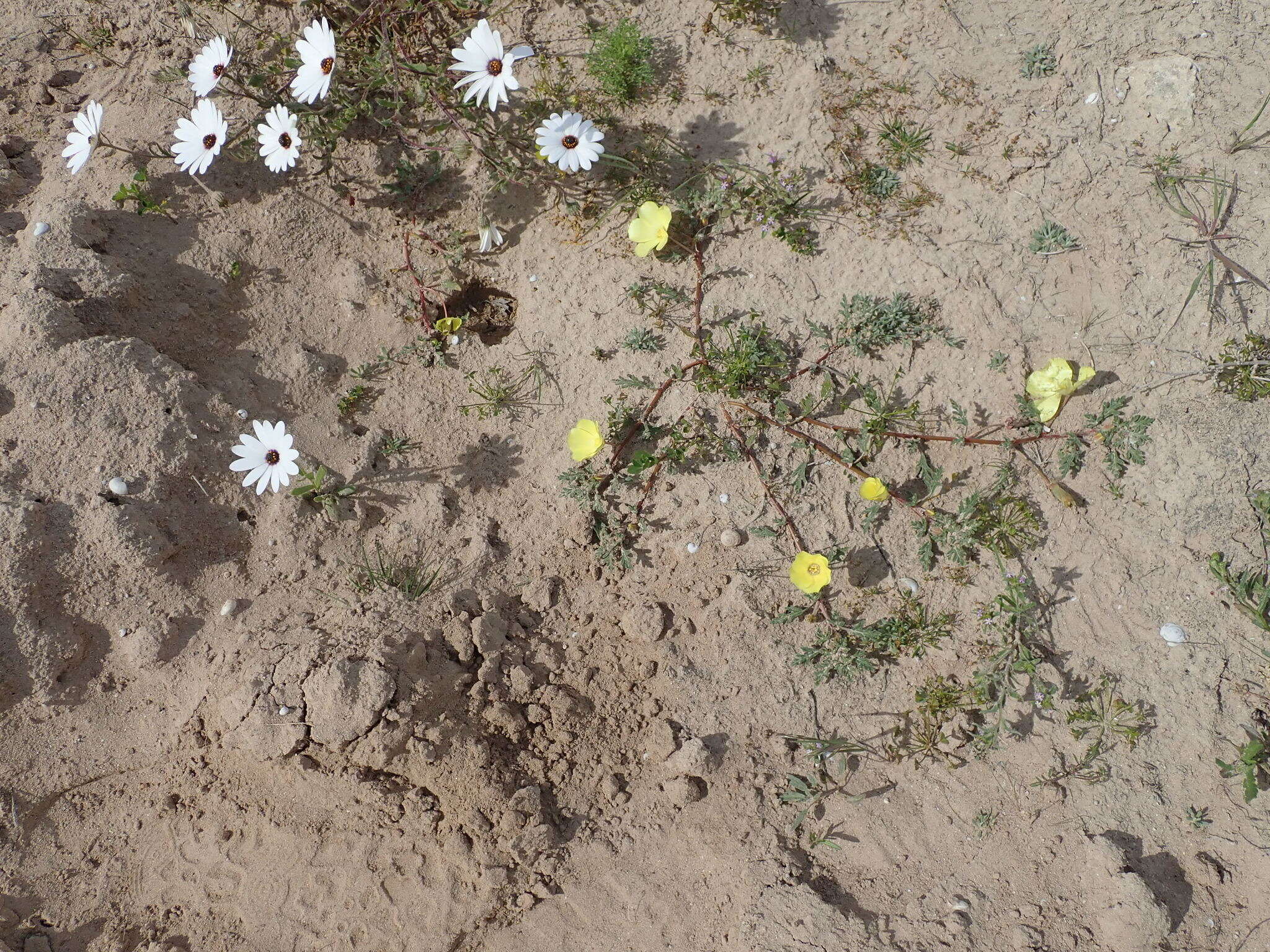 Image of Desert primrose