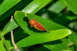 Слика од Eumaeus atala (Poey 1832)