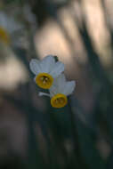 Image of cream narcissus