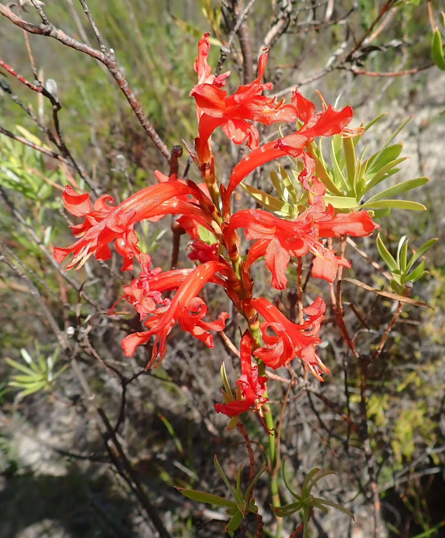 Imagem de Tritoniopsis burchellii (N. E. Br.) Goldblatt