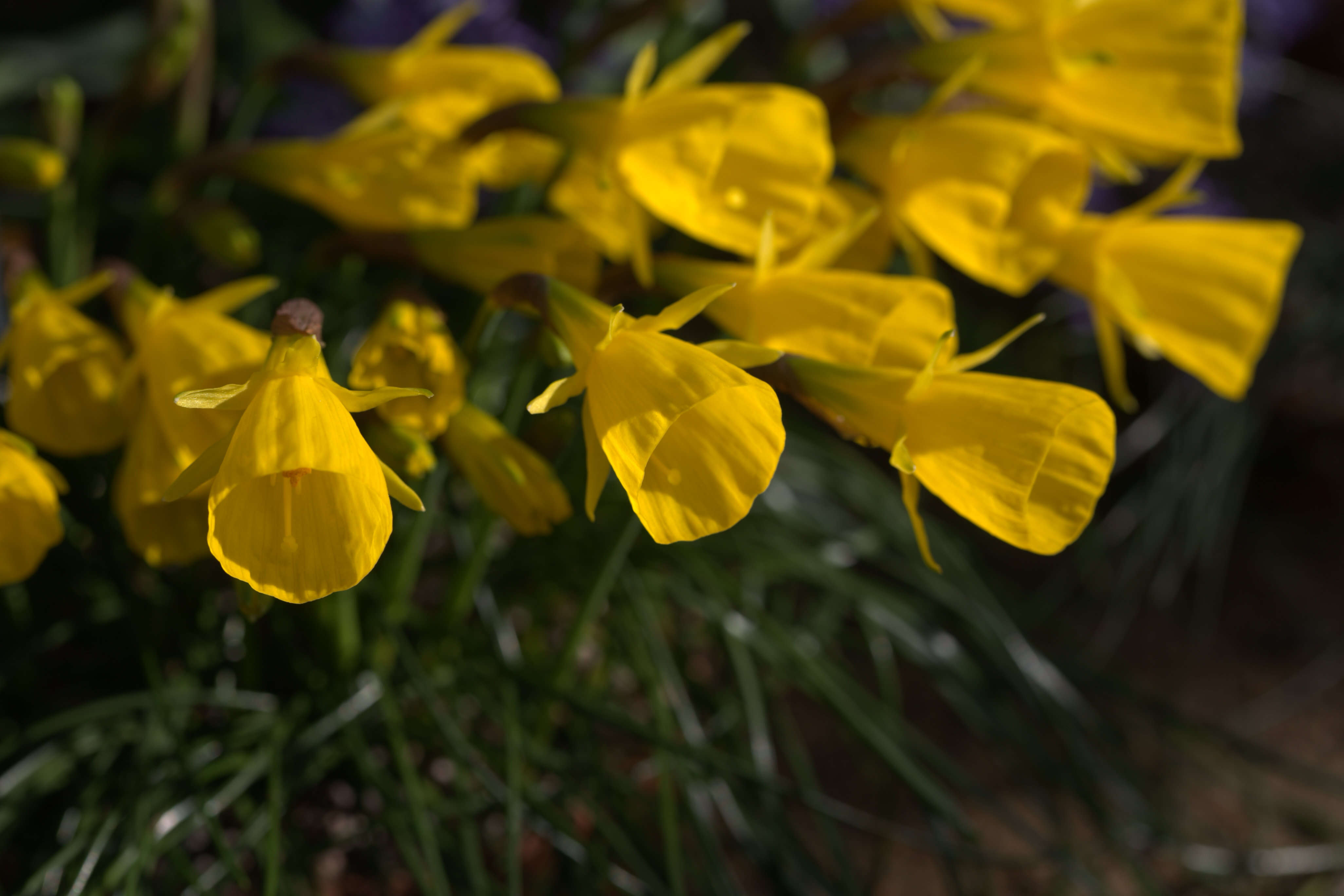 Image of petticoat daffodil