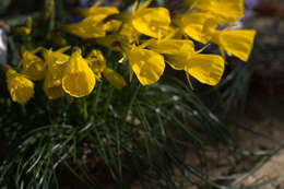 Image of petticoat daffodil