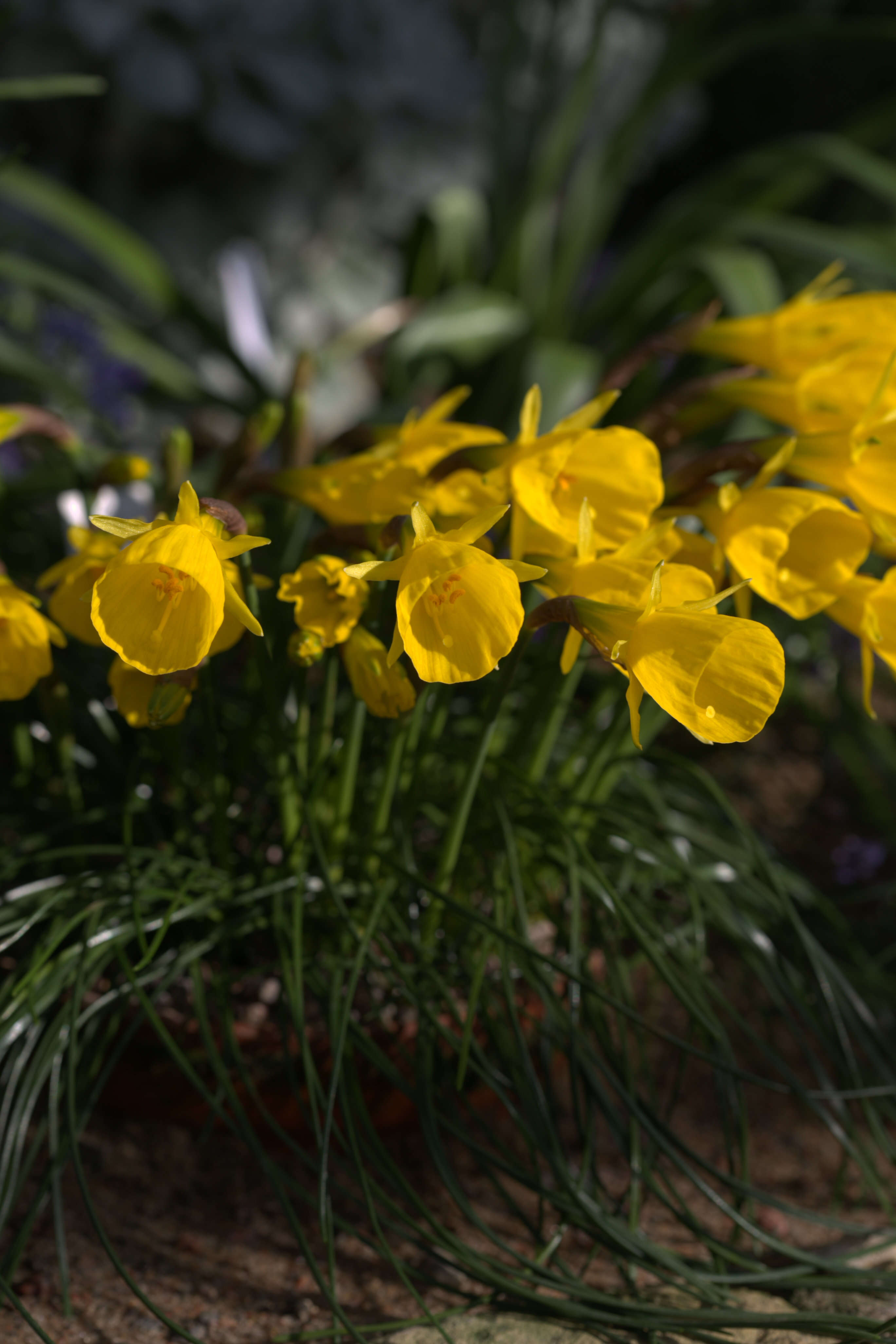 Narcissus bulbocodium subsp. obesus (Salisb.) Maire的圖片