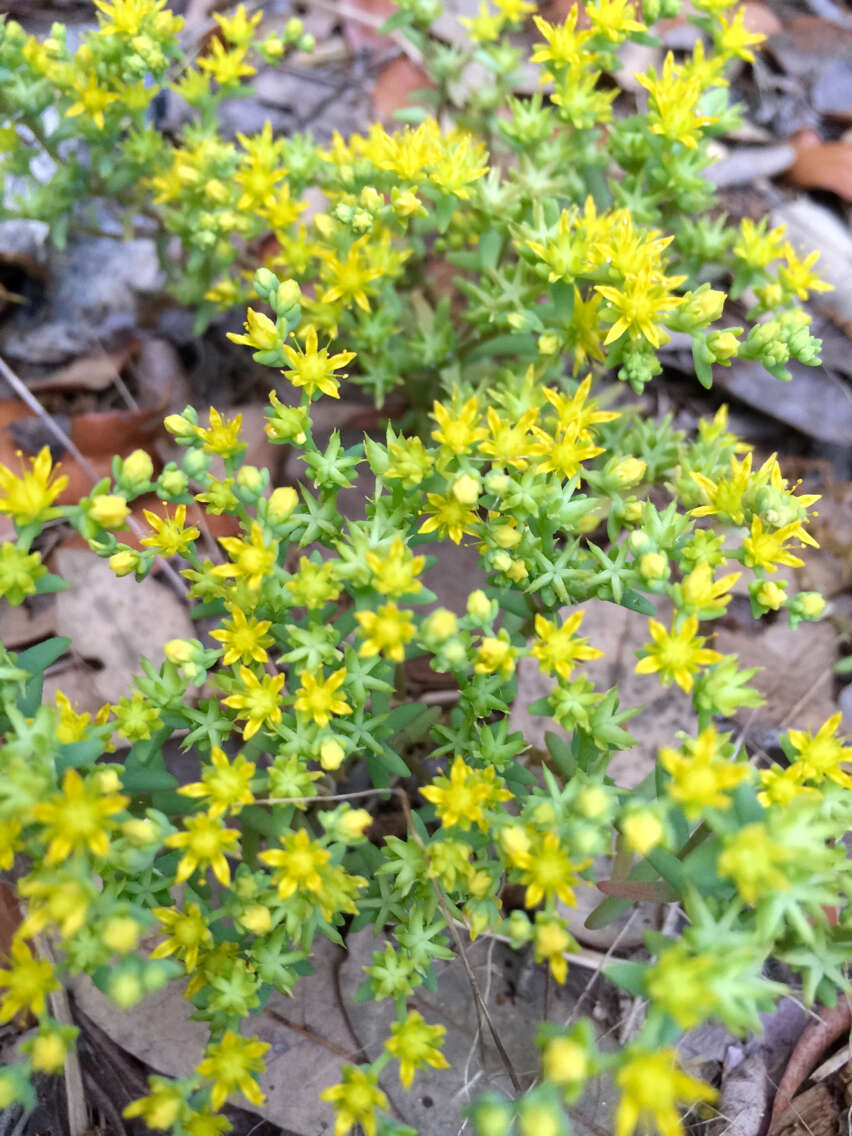 Imagem de Sedum nuttalianum Rafin.