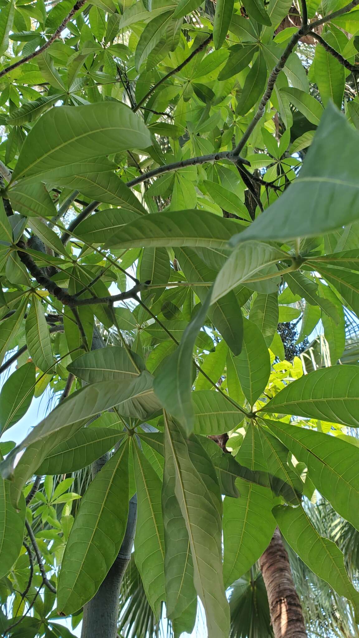 Image of Guiana-chestnut