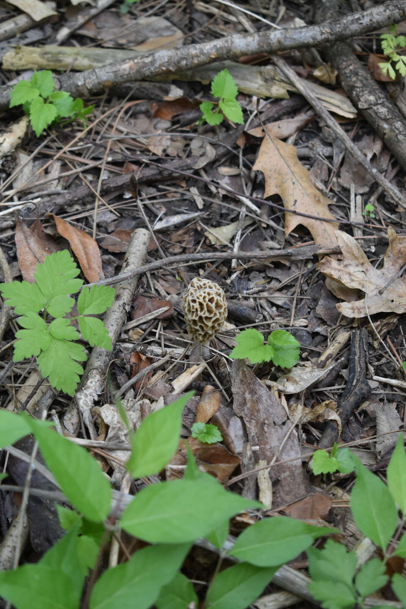 Image of Morchella prava Dewsbury, Moncalvo, J. D. Moore & M. Kuo 2012