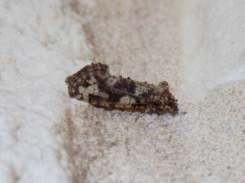 Image of Cresson's Grass-tubeworm Moth