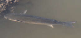 Image of Grey Mullet