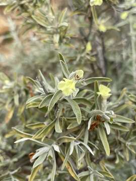 Слика од Stachys flavescens Benth.