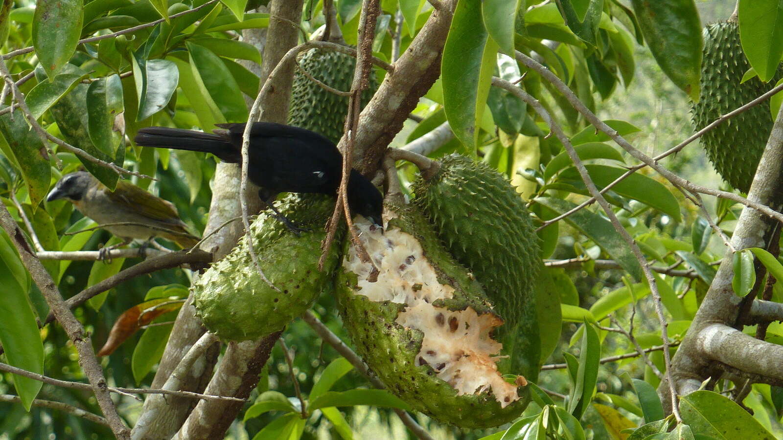 Image of soursop